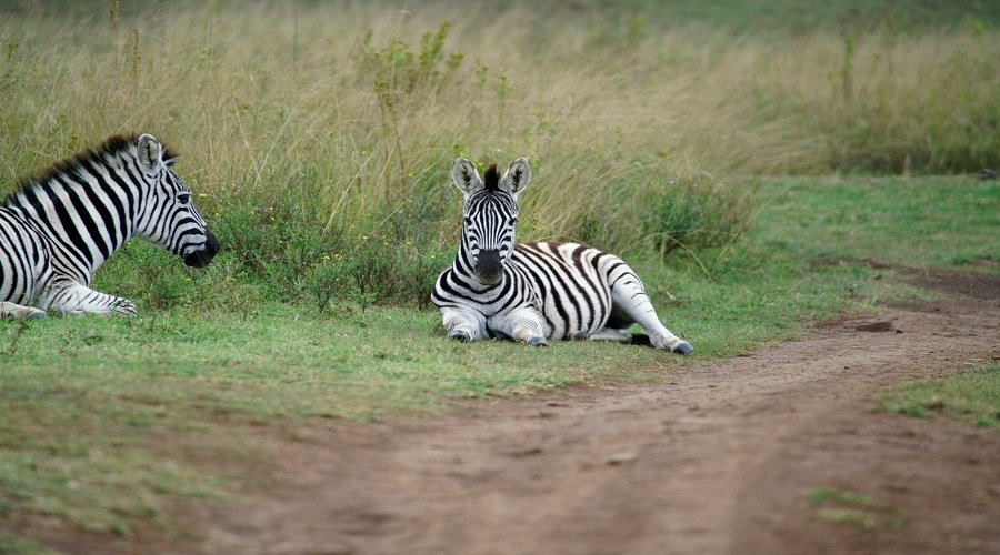 3 Days Tanzania Luxury Safari – Exclusive Wildlife & Comfort Experience