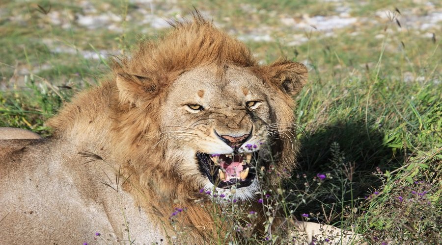 5 Days Tanzania Luxury Safari – Exclusive Wildlife & Premium Comfort Experience