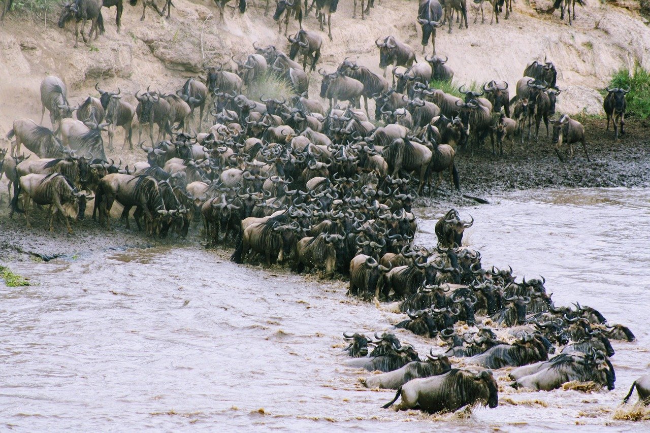 5 Days Tanzania Migration Safari Adventure