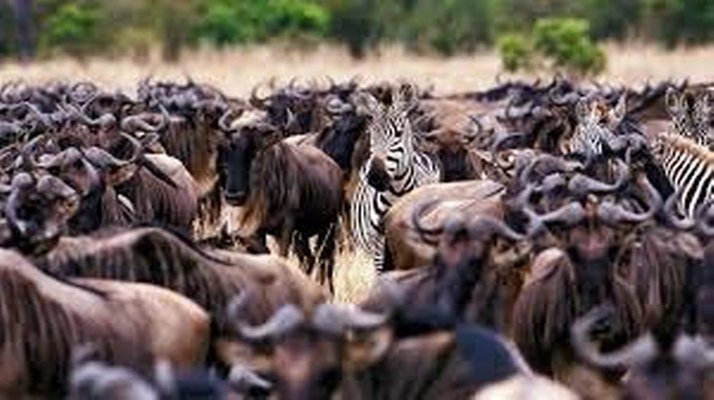 7 Days Tanzania Great Migration Safari