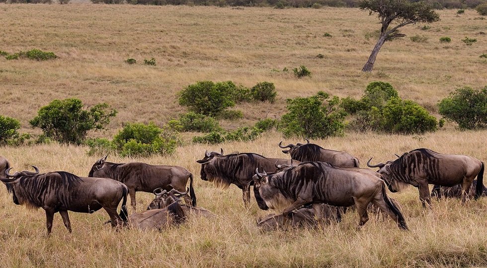 8 Days Tanzania Migration Safari Adventure