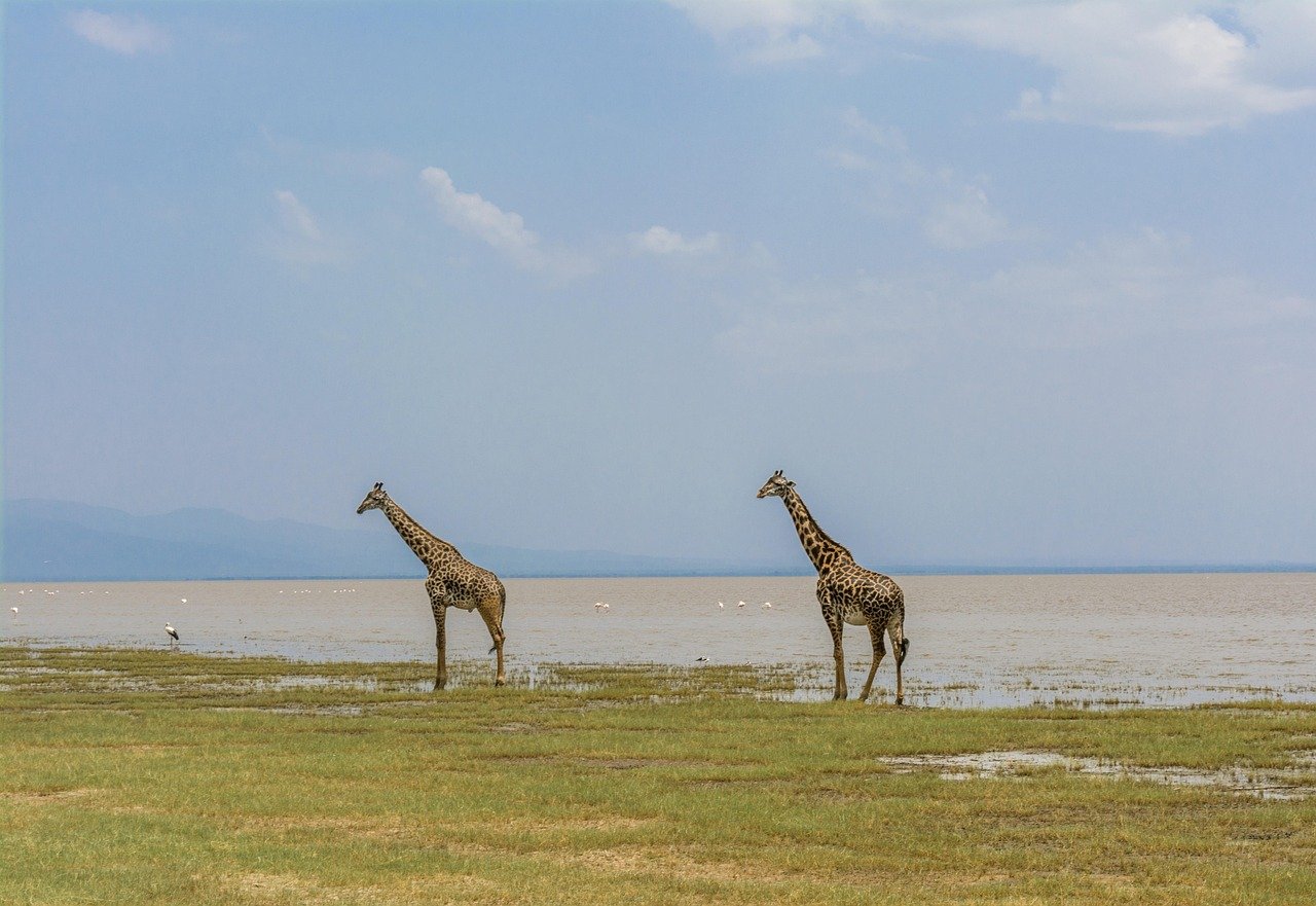 Lake Manyara Day Tour – Wildlife & Scenic Adventure