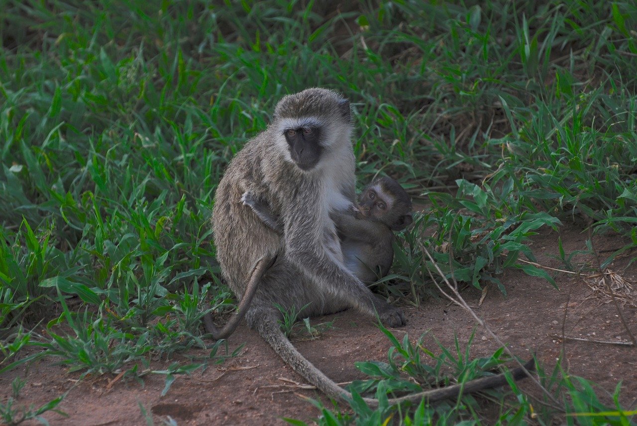 Serengeti National Park Safari